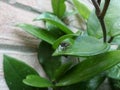 Spider seen from the front on the leaf of a green and fleshy clepia plant Royalty Free Stock Photo