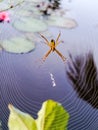 A spider is seen standing motionless in its web Royalty Free Stock Photo