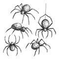 spider set sketch hand drawn vector Royalty Free Stock Photo