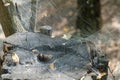 Spider set a trap from web on old stump. Royalty Free Stock Photo