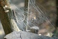 Spider set a trap from web on old stump. Royalty Free Stock Photo