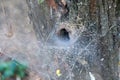 Spider set a trap from web on old stump. Royalty Free Stock Photo