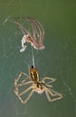 Spider after shedding Royalty Free Stock Photo