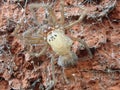 Spider shedding its skin macro. Royalty Free Stock Photo