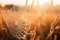Macro sunlight wet spider background dew morning nature closeup net web spiderweb shine autumn Royalty Free Stock Photo