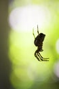 Spider Royalty Free Stock Photo