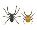 Spider silhouette arachnid fear graphic flat scary animal poisonous design nature phobia insect danger horror tarantula