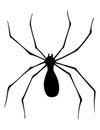 Spider silhouette. Black close-up insect, scary big spider isolated on white. Poisonous dangerous animal. Creepy