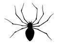 Spider silhouette. Black close-up insect, scary big spider isolated on white. Poisonous dangerous animal. Creepy