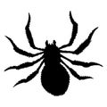 Spider silhouette. Black close-up insect, scary big spider isolated on white. Poisonous dangerous animal. Creepy