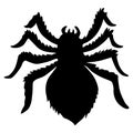 Spider silhouette. Black close-up insect, scary big spider isolated on white. Poisonous dangerous animal. Creepy