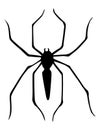 Spider silhouette. Black close-up insect, scary big spider isolated on white. Poisonous dangerous animal. Creepy