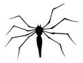 Spider silhouette. Black close-up insect, scary big spider isolated on white. Poisonous dangerous animal. Creepy