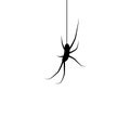 Spider silhouette. Black hanging spider isolated on white background. Simple realistic insect hang down on string. Phobia symbol Royalty Free Stock Photo