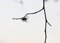 Spider Silhouette on branch