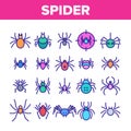 Spider Silhouette Color Icons Set Vector