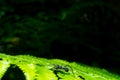 Spider silhouette on green Fern leaf With light passing through Royalty Free Stock Photo