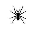 Spider Silhouette vector illustration on white ground