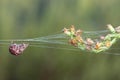 Spider Silk Thread