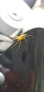 Spider sits on the bike have tenticles Royalty Free Stock Photo
