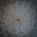 A spider sits in the center Royalty Free Stock Photo