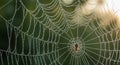A natural environment capturing the delicate artistry of the spider Royalty Free Stock Photo