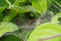 A spider sitting in its cobweb among the leaves Royalty Free Stock Photo