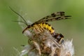 Little spider sits on a flower and eats a common scorpion fly.