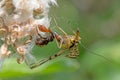 Little spider sits on a flower and eats a common scorpion fly.