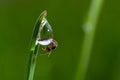 spider sits on green grass in dew drops. small black spider on the grass after rain, close-up. blurred green background, place for Royalty Free Stock Photo