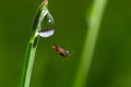 spider sits on green grass in dew drops. small black spider on the grass after rain, close-up. blurred green background, place for Royalty Free Stock Photo