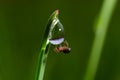 spider sits on green grass in dew drops. small black spider on the grass after rain, close-up. blurred green background, place for Royalty Free Stock Photo