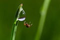 spider sits on green grass in dew drops. small black spider on the grass after rain, close-up. blurred green background, place for Royalty Free Stock Photo