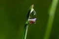 spider sits on green grass in dew drops. small black spider on the grass after rain, close-up. blurred green background, place for Royalty Free Stock Photo