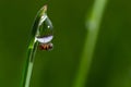 spider sits on green grass in dew drops. small black spider on the grass after rain, close-up. blurred green background, place for Royalty Free Stock Photo