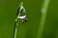 spider sits on green grass in dew drops. small black spider on the grass after rain, close-up. blurred green background, place for Royalty Free Stock Photo