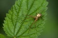 A spider is sitting on a green leaf.