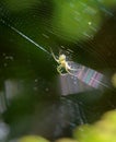 Spider sits in its lair. Royalty Free Stock Photo