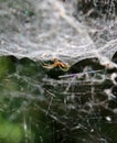 Spider sits in its lair. Royalty Free Stock Photo