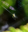 Spider sits in its lair. Royalty Free Stock Photo