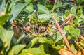 The spider sits in its web. Cobweb on bushes outdoors. Spider web on the bushes in summer Royalty Free Stock Photo