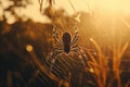 Spider sits in the middle of a web in the grass with the light of the sun. Generative AI