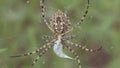 Spider sits on a web. Crimean spider Argiope Lobate. Spider stores food.