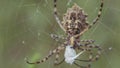 Spider sits on a web. Crimean spider Argiope Lobate. Spider stores food.