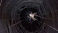 Spider sits in the web at night. Black background, Sochi Royalty Free Stock Photo