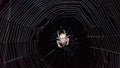 Spider sits in the web at night. Black background, Sochi Royalty Free Stock Photo