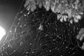 The spider sits in the web at night. Dark background. Araneus is a genus of common orb-weaving spiders. European garden spider. Royalty Free Stock Photo