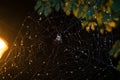 The spider sits in the web at night. Dark background. Araneus is a genus of common orb-weaving spiders. European garden spider. Royalty Free Stock Photo