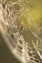 Spider sits ÃÂ¾n a web with dew drops. Macro shot