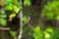 Spider sitting on a cobweb